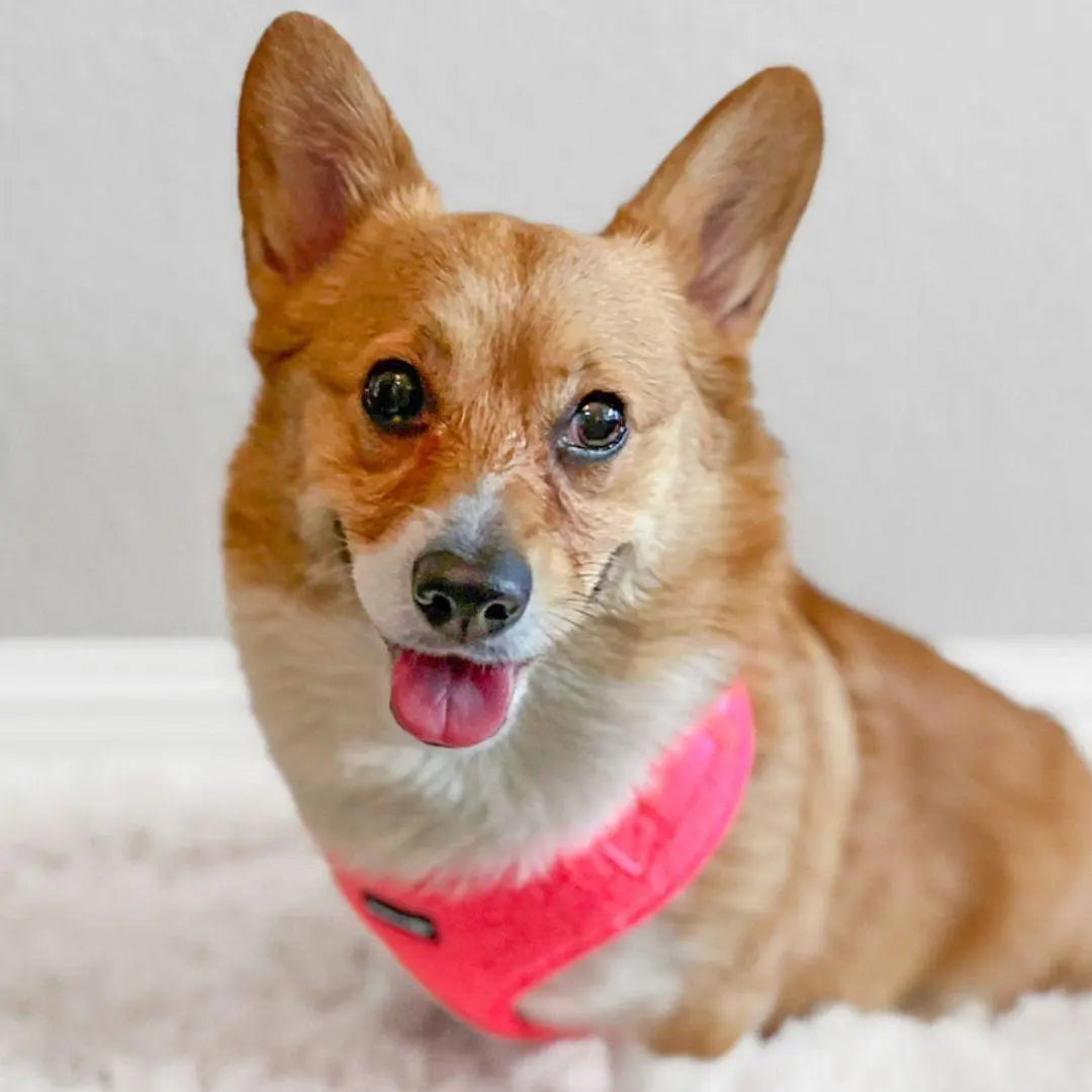 Fluorescent Pink Adjustable Teddy Fabric Dog Harness